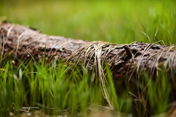 Erba secca su un tronco d'albero — Foto Stock