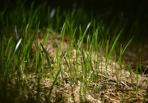 Weiches Morgenlicht über grünem Gras — Stockfoto