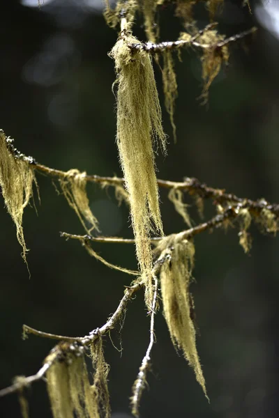 Usnea barbata, hongo de barba de anciano en una rama de pino —  Fotos de Stock