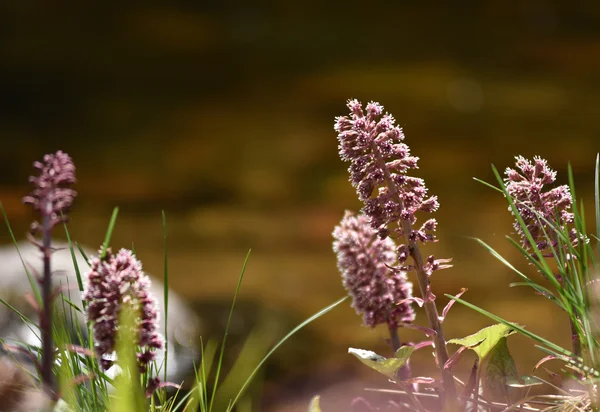在河边潮湿的泥土上生长的紫色野花 — 图库照片