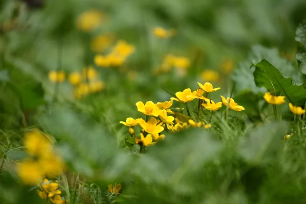 Gula blommor växer i ängen — Stockfoto