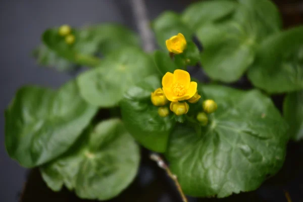 Gele bloem wonen op water — Stockfoto
