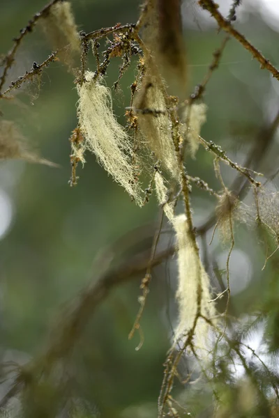 Usnea barbata, barba de velho. Fungo que vive em simbiose com — Fotografia de Stock