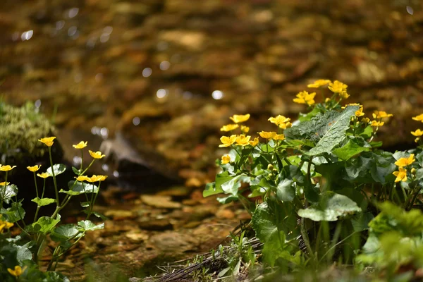 Sárga vadvirágok, vizenyős, nedves talajon élő — Stock Fotó