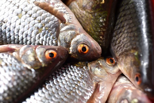 Close-up of fresh fish — Stock Photo, Image