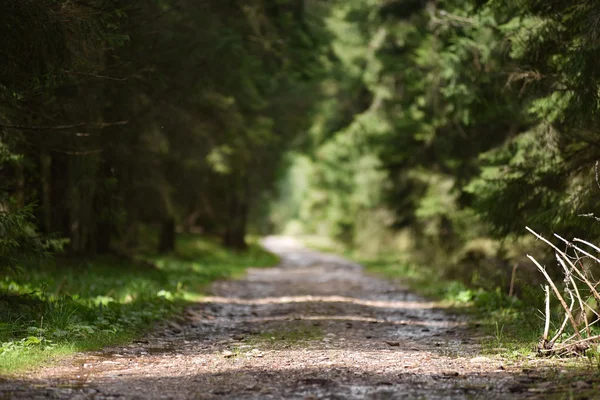 Perspectiva borrosa del camino en el bosque —  Fotos de Stock