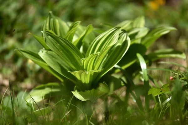 Groene plant in de buitenlucht — Stockfoto