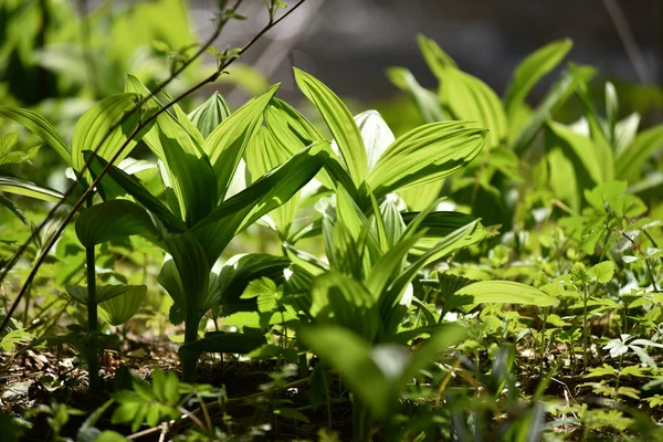 Hojas de plantas verdes vibrantes en el bosque —  Fotos de Stock