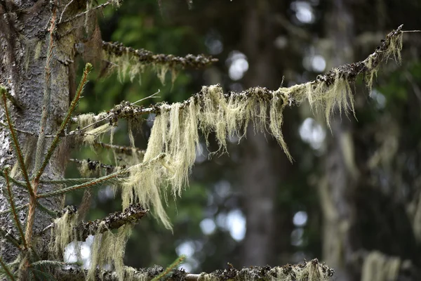 Usnea barbata, barba de velho pendurada em um ramo de abeto — Fotografia de Stock