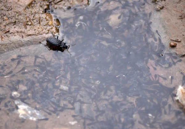 Комахи їдять жаб'ячі свинки — стокове фото