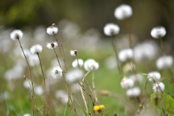 Fluffy dry dandelions in the wilderness — Stock Photo, Image