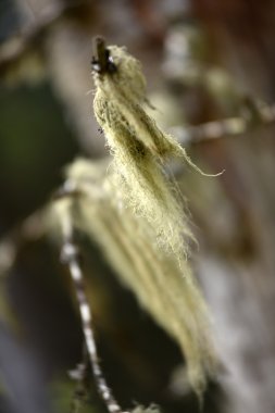 Usnea barbata, old man's beard hanging on a fir tree branch clipart