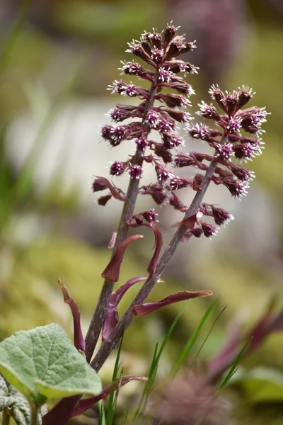 Flor silvestre violeta en verano — Foto de Stock