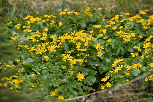 Campo lleno de flores silvestres amarillas — Foto de Stock