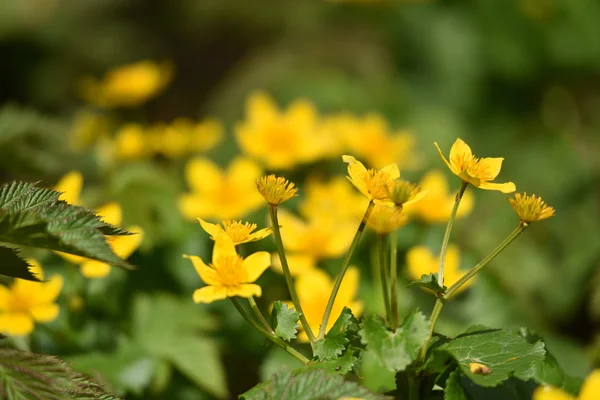 Bloeiende gele bloemen in het voorjaar — Stockfoto