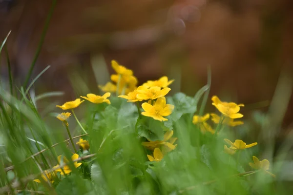 Gula blommor som blommar i naturen — Stockfoto