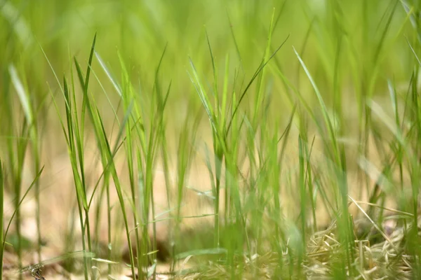 Verschwommenes frisches grünes Gras — Stockfoto