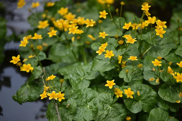 Gele bloemen groeien in het wild — Stockfoto