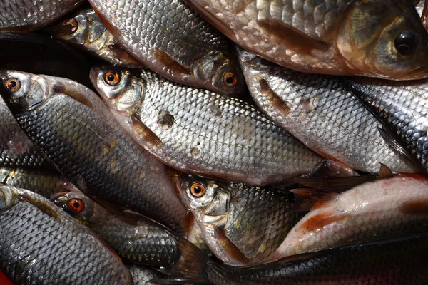 Čerstvé ryby v rybím trhu — Stock fotografie
