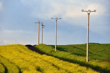 Buğday ve kanola alanlar arasında yüksek gerilim elektrik direkleri