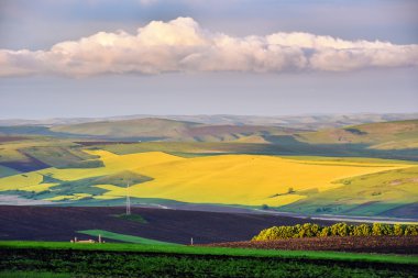 Yaz alanında sarı kanola