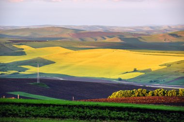 Kanola alan yazında