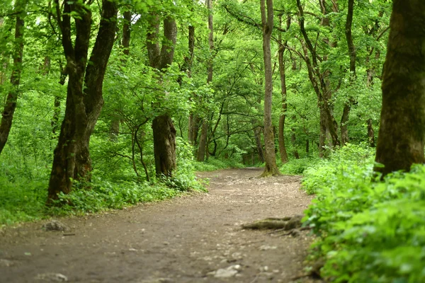 Gångväg i den gröna skogen — Stockfoto