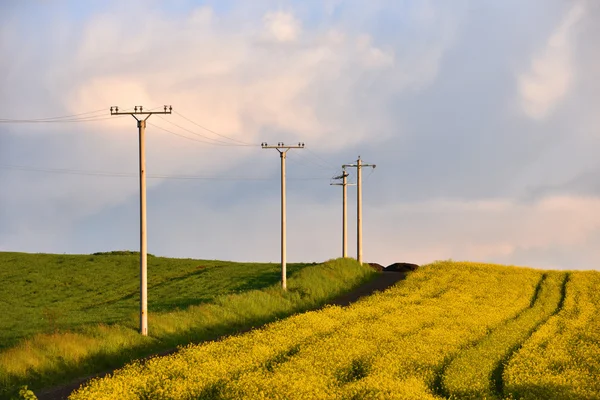 Elektricitet polacker i ett jordbruks-fält — Stockfoto