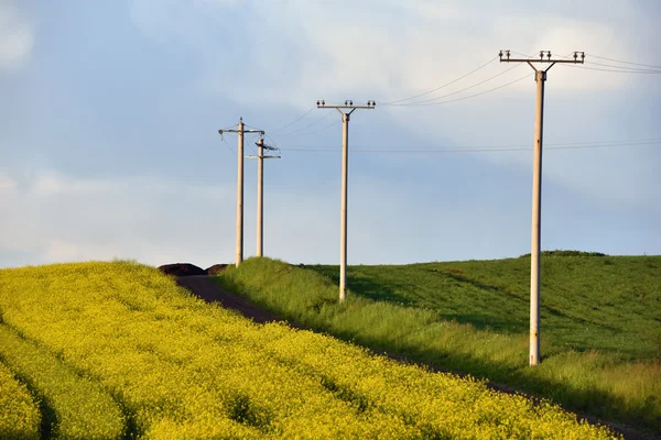 Elektricitet polacker i ett jordbruks-fält — Stockfoto