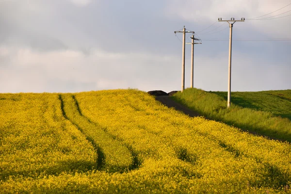 High voltage electricity poles between wheat and canola fields — Stock Photo, Image