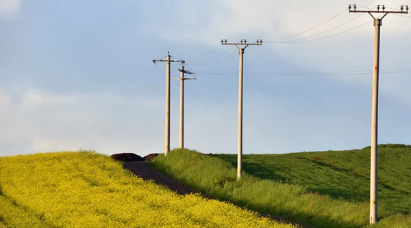 Postes eléctricos de alto voltaje entre campos de trigo y canola — Foto de Stock