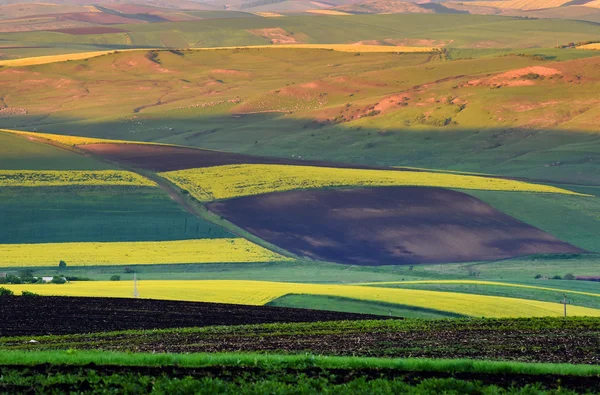 Campo de cultivo. Fundo agrícola com diferentes plantas cultu — Fotografia de Stock