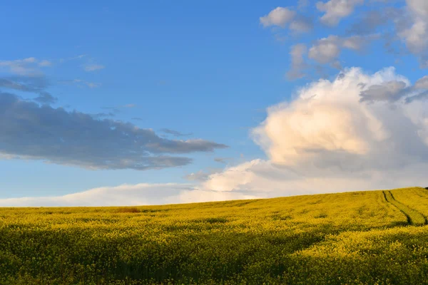 Canola field in the summer. Blooming rapeseed under blue sky — Stock Photo, Image
