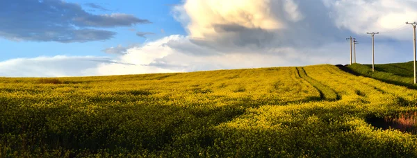 Gul oljeväxter rapsfält under blå himmel — Stockfoto