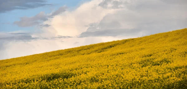 Yellow canola field in the summer — Stock Photo, Image