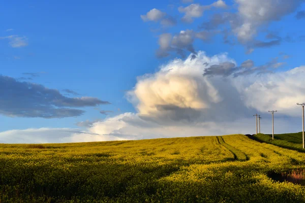 Желтое поле рапса под голубым небом — стоковое фото