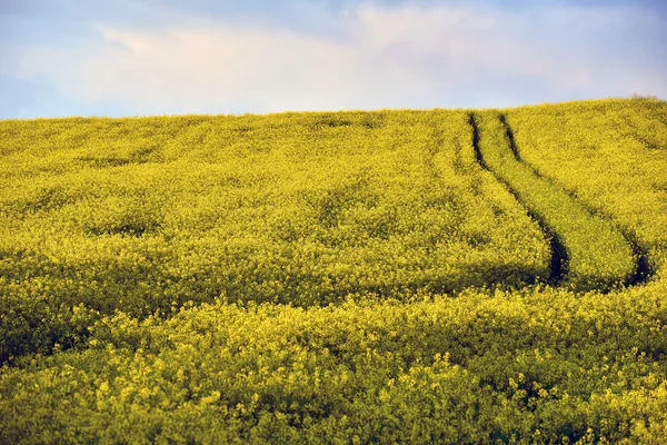Yellow rapeseed flower field — Stock Photo, Image