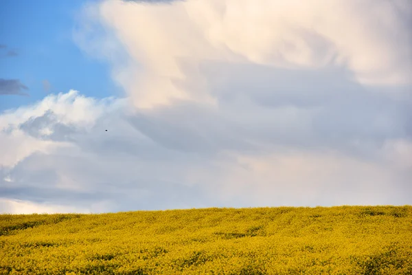 Abstract background of a canola field — Stock Photo, Image