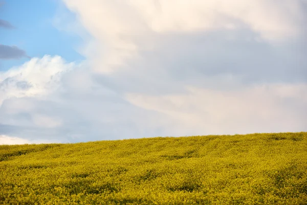 Raps fält i sommaren — Stockfoto