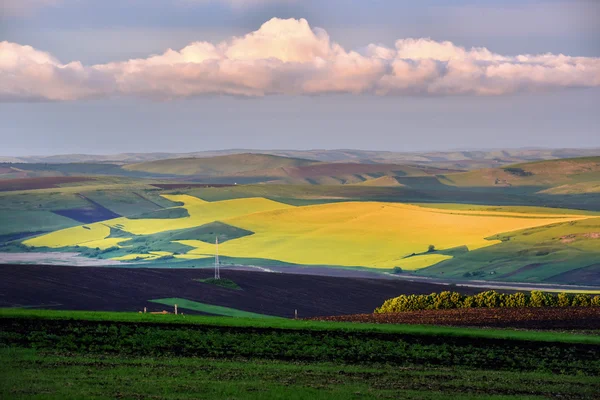 Yaz alanında sarı kanola