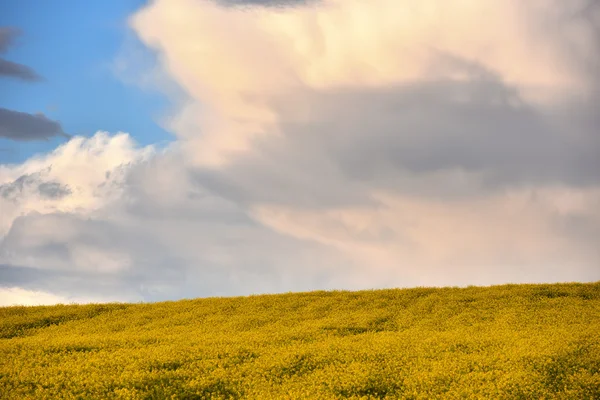 Gul rapsblomma fält — Stockfoto