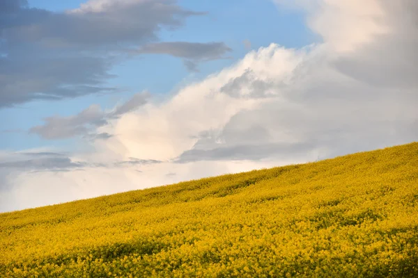 Fundo abstrato de um campo de canola — Fotografia de Stock