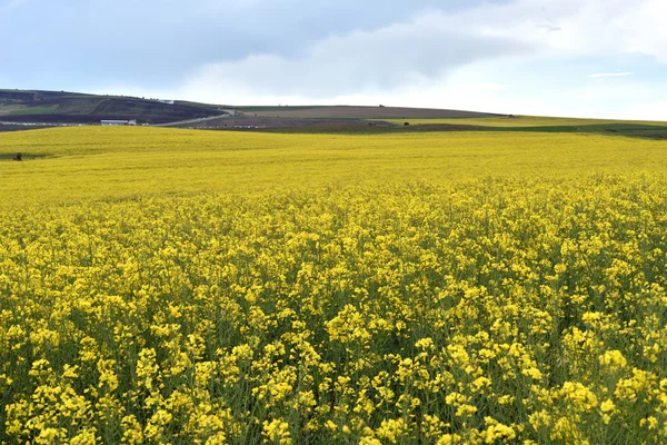 Żółte rzepakowy pole w lecie — Zdjęcie stockowe