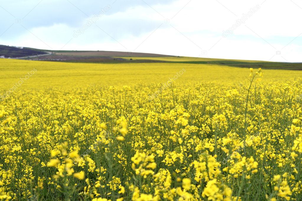 Yellow canola field in harvesting time
