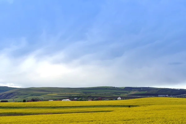 Campo de canola amarelo contra o céu azul — Fotografia de Stock