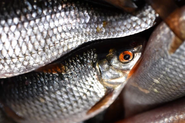 Close-up de peixe fresco — Fotografia de Stock
