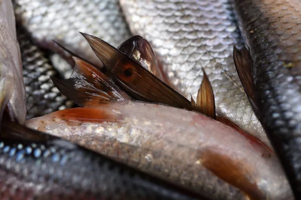 Närbild av färsk fisk på fiskmarknaden — Stockfoto