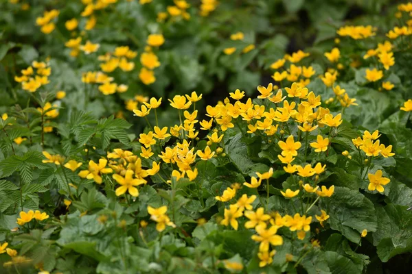 Gele wilde bloemen in de zomer — Stockfoto