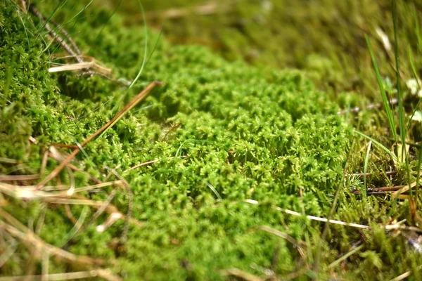 Macro weergave van groene mos in het bos — Stockfoto