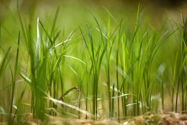 Delgada hierba verde primer plano — Foto de Stock